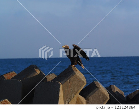 テトラポットの上を飛ぶオジロワシ テトラポットの上を飛ぶオジロワシ 123124864