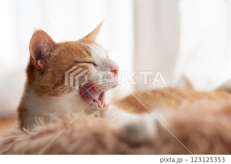 くつろいで舌を出す可愛い猫　茶トラ白 123125353