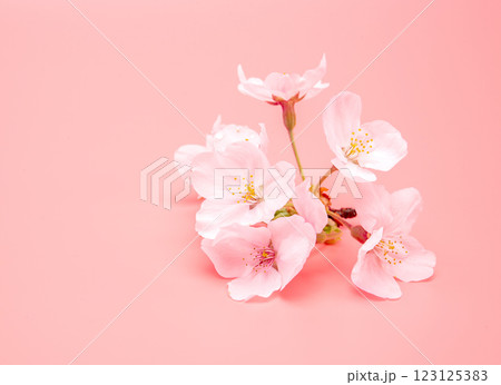 Cherry blossom isolated on pink background. Sign of spring. Copy space 123125383