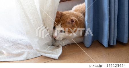カーテンの隙間から顔を出す可愛い猫 茶トラ白 カーテンの隙間から顔を出す可愛い猫 茶トラ白 123125424