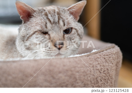 クッションに乗ってくつろぐ可愛い猫　シャムトラ猫 123125428