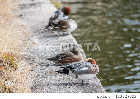 石垣の上でくつろぐヒドリガモ　大阪城公園 123125623