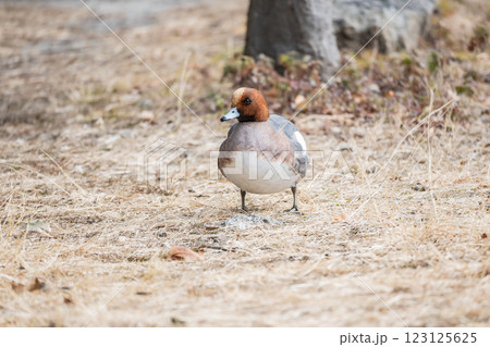 ヒドリガモ(オス) 大阪城公園 ヒドリガモ(オス) 大阪城公園 123125625