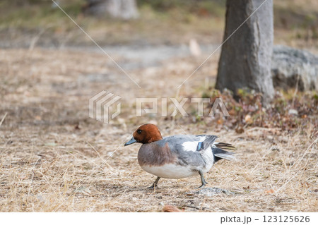 ヒドリガモ(オス) 大阪城公園 ヒドリガモ(オス) 大阪城公園 123125626