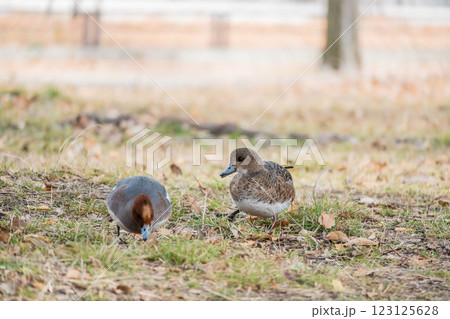 陸に上がって食べ物を探すヒドリガモ 大阪城公園 陸に上がって食べ物を探すヒドリガモ 大阪城公園 123125628
