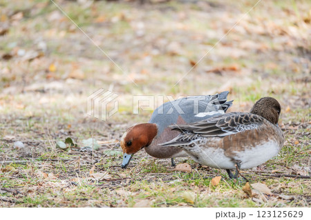 陸に上がって食べ物を探すヒドリガモ　大阪城公園 123125629