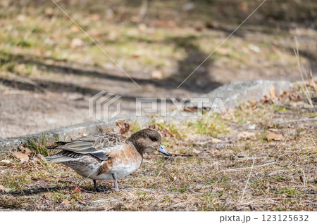 ヒドリガモ（メス）　大阪城公園 123125632