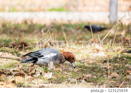 陸に上がって草をついばむヒドリガモ（オス）　大阪城公園 123125634