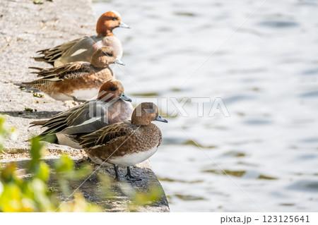 石垣の上のヒドリガモ 大阪城公園 石垣の上のヒドリガモ 大阪城公園 123125641