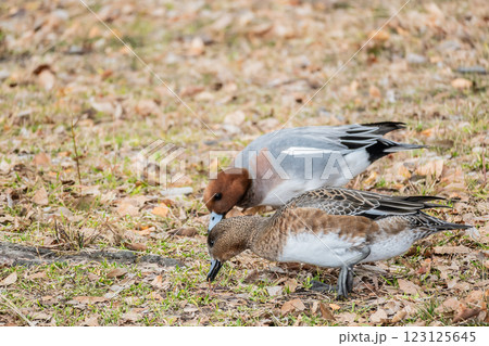 陸に上がって草をついばむヒドリガモ　大阪城公園 123125645