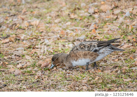 陸に上がって草をついばむヒドリガモ（メス）　大阪城公園 123125646