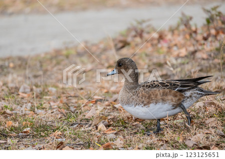 陸に上がって食べ物を探すヒドリガモ（メス）　大阪城公園 123125651