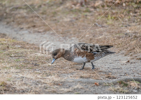 陸に上がって食べ物を探すヒドリガモ（メス）　大阪城公園 123125652