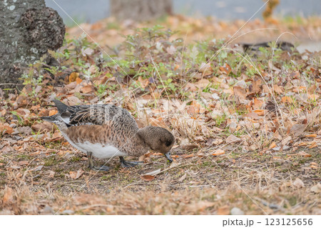 陸に上がって食べ物を探すヒドリガモ（メス）　大阪城公園 123125656