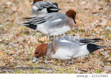 陸に上がって食べ物を探すヒドリガモ(オス) 大阪城公園 陸に上がって食べ物を探すヒドリガモ(オス) 大阪城公園 123125661