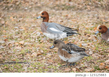 ヒドリガモ 大阪城公園 ヒドリガモ 大阪城公園 123125663
