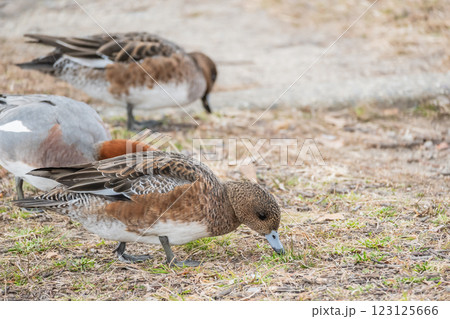 陸に上がって食べ物を探すヒドリガモ（メス）　大阪城公園 123125666