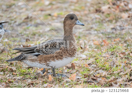 ヒドリガモ(メス) 大阪城公園 ヒドリガモ(メス) 大阪城公園 123125668