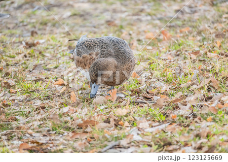 陸に上がって食べ物を探すヒドリガモ(メス) 大阪城公園 陸に上がって食べ物を探すヒドリガモ(メス) 大阪城公園 123125669