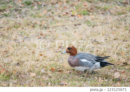 ヒドリガモ（オス）　大阪城公園 123125671