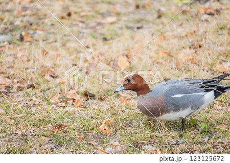 ヒドリガモ（オス）　大阪城公園 123125672