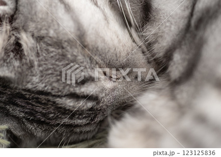 眠る猫をマクロ撮影　サバトラ猫 123125836