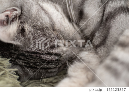 眠る猫をマクロ撮影　サバトラ猫 123125837