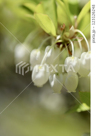 ドウダンツツジの白い花 123126248