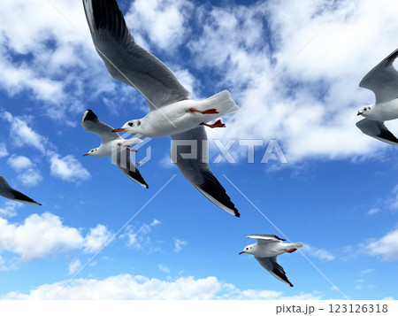 青空を飛び交うカモメ 青空を飛び交うカモメ 123126318
