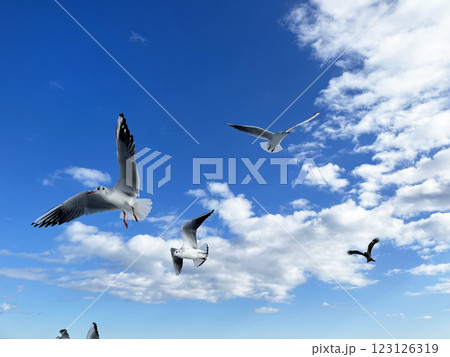 青空を飛び交うカモメ 青空を飛び交うカモメ 123126319