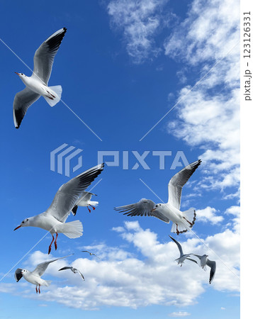 青空を飛ぶカモメ 青空を飛ぶカモメ 123126331