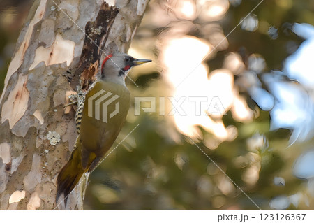 木に止まるアオゲラ 123126367