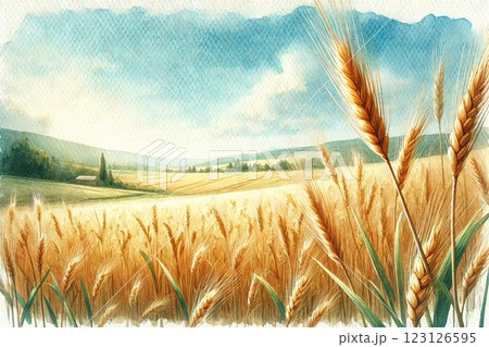 麦畑 麦畑 123126595