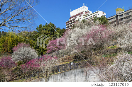 静岡県熱海市　熱海梅園　香浮橋（こうふばし）から頂上韓国庭園方面の梅林　早咲きの梅 123127059