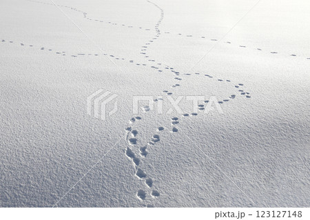 雪 動物の足跡 123127148