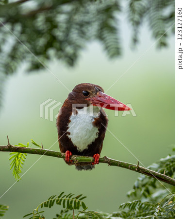White throated or breasted kingfisher or halcyon smyrnensis bird portrait in natural green background in winter season safari at keoladeo national park forest bharatpur bird sanctuary rajasthan india White throated or breasted kingfisher or halcyon smyrnensis bird portrait in natural green background in winter season safari at keoladeo national park forest bharatpur bird sanctuary rajasthan india 123127160