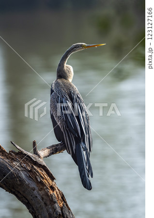 Oriental darter or Indian darter or Anhinga melanogaster bird fine art closeup or portrait in winter season safari at keoladeo national park bharatpur bird sanctuary forest rajasthan india asia 123127166