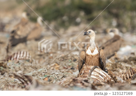 Griffon vulture or Eurasian Griffon or Gyps fulvus closeup or portrait perched on carcass of dead animals in dump yard during winter migration at jorbeer conservation reserve bikaner Rajasthan India 123127169