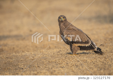 Steppe eagle or Aquila nipalensis portrait in jorbeer conservation reserve bikaner rajasthan india asia. large bird of prey with eye contact during winter migration perched on ground in sunlight Steppe eagle or Aquila nipalensis portrait in jorbeer conservation reserve bikaner rajasthan india asia. large bird of prey with eye contact during winter migration perched on ground in sunlight 123127170