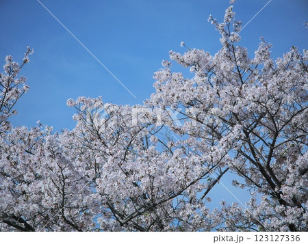 日本の桜 サクラ 撮影地:関西 2024 日本の桜 サクラ 撮影地:関西 2024 123127336