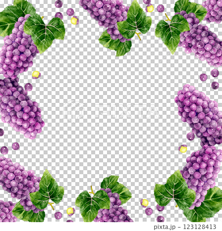 Square frame of grapes (Delaware) Hand-drawn watercolor illustration background material of fruit Square frame of grapes (Delaware) Hand-drawn watercolor illustration background material of fruit 123128413