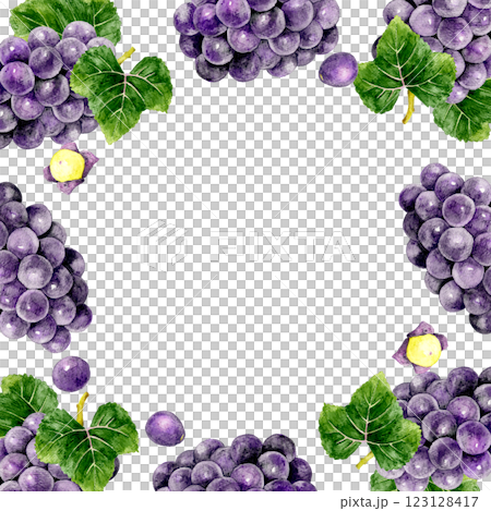 Grape (Kyoho) square frame Fruit hand-drawn watercolor illustration background material 123128417