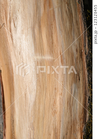 常緑樹・イヌマキ(犬槇)の形成層【背景素材】 常緑樹・イヌマキ(犬槇)の形成層【背景素材】 123128455