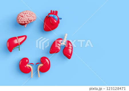 Human body internal organs 3d banner. Medical anatomy poster with brain, heart, lungs, liver, kidneys on blue render background. Nervous, blood, respiratory, digestive, urinary system. 3D illustration 123128471