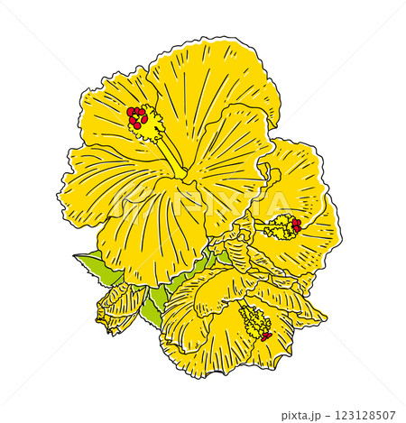南国の花 ハイビスカス 南国の花 ハイビスカス 123128507