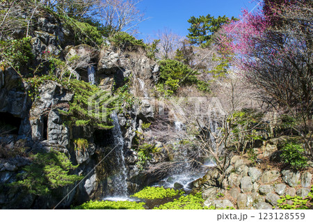 静岡県熱海市　熱海梅園　梅見の滝　早咲きの梅 123128559
