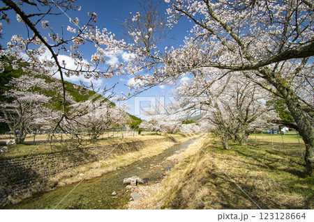 河川敷の桜 河川敷の桜 123128664