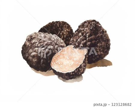 トリュフの水彩画 トリュフの水彩画 123128682