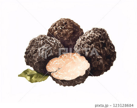 トリュフの水彩画 トリュフの水彩画 123128684