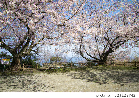桜の花 123128742